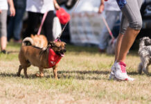 “Cãominhada” pelos trilhos de Vila Fria