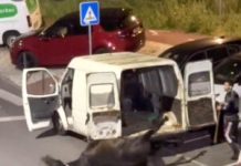 Maus-tratos a cavalo em Belas gera revolta e mobiliza autoridades