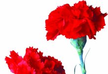 Na Escuridão a Tocha do Cravo que escreveu História