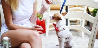 Pet friendly ganha espaço em Oeiras