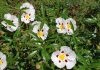 O fascínio das plantas e os cientistas em Oeiras
