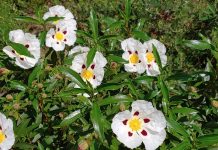 O fascínio das plantas e os cientistas em Oeiras
