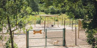 ASFA inaugura novo espaço para treino e socialização de animais