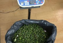 PSP de Sintra detém 2 suspeitos da plantação de papoilas de ópio