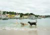 Patas na areia, destinos amigos de animais em Oeiras