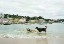 Patas na areia, destinos amigos de animais em Oeiras