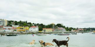 Patas na areia, destinos amigos de animais em Oeiras