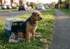 Férias de verão concentram quase 40% dos abandonos de animais: GNR recorda que o abandono de animais é crime