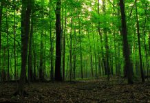 Tribunal da Relação de Lisboa mantém decisão favorável à plantação de árvores na Serra de Carnaxide