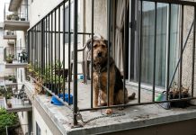 Parlamento aprova proibição de manter animais permanentemente acorrentados ou em varandas