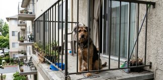 Parlamento aprova proibição de manter animais permanentemente acorrentados ou em varandas