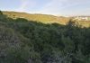 Moradores alertam para resíduos na Serra de Carnaxide e Câmara prepara intervenção