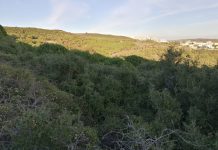 Moradores alertam para resíduos na Serra de Carnaxide e Câmara prepara intervenção